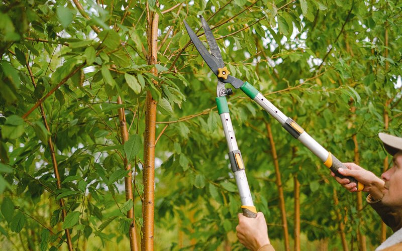 Tree trimming in Belvidere, TN
